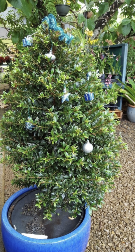 Christmas Tree Alternatives Kauai Invasive Species Committee (KISC)