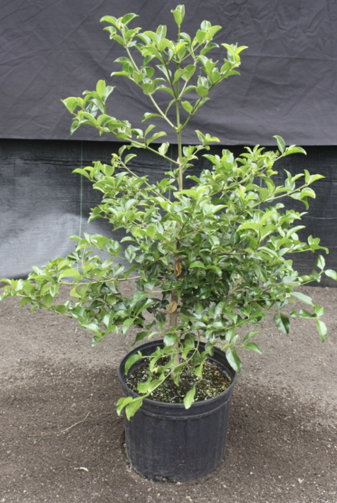 Christmas Tree Alternatives Kauai Invasive Species Committee (KISC)