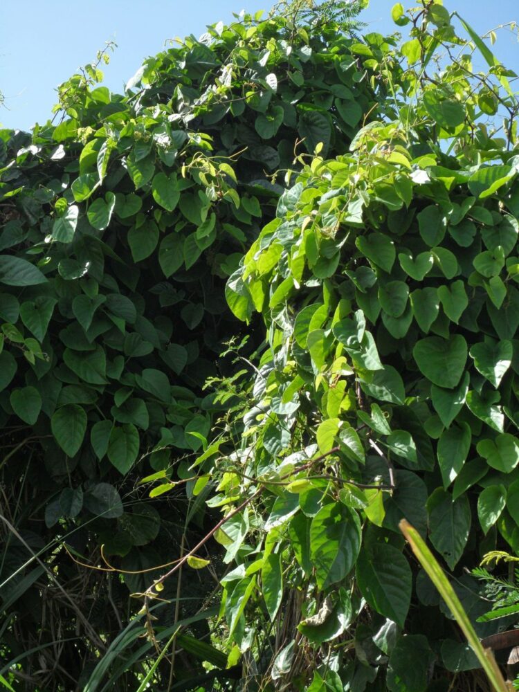 Season vine leaves