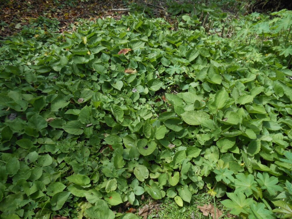 Small patch of false kava