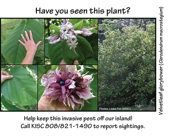 Velvetleaf Glorybower postcard alert