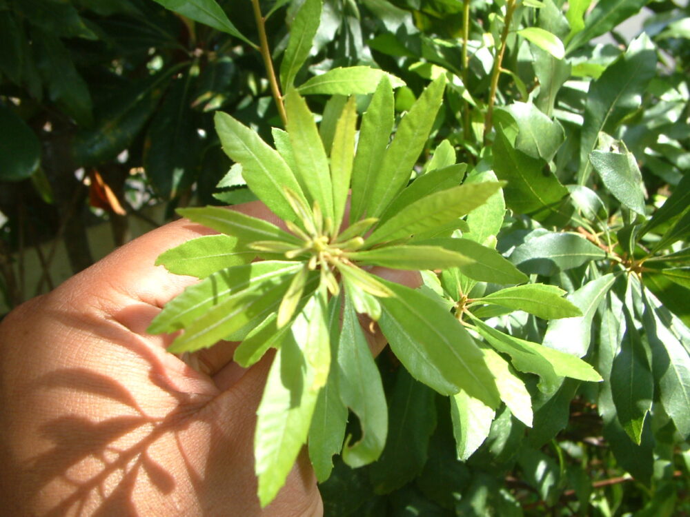 Wax Myrtle leaf growth