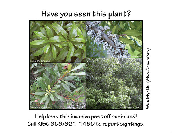 Wax Myrtle postcard alert