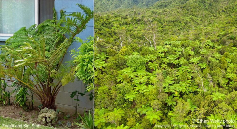 australian tree fern planted beside house and aerial view invading forest