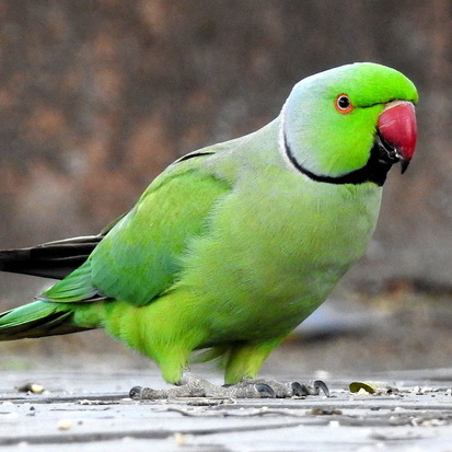 Rose ringed parakeet