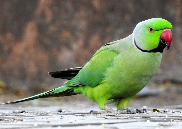 Rose-ringed parakeet