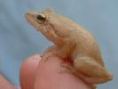 coqui_20111209