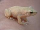 coqui_20120511