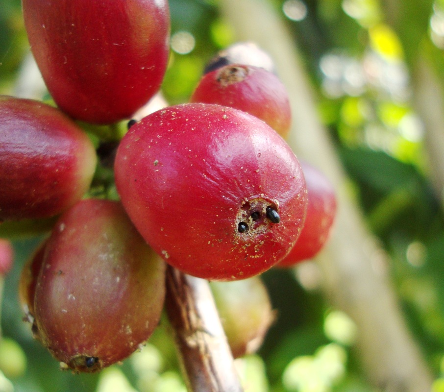 Coffee Berry Borer Found on Kauai