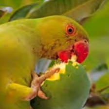 Rose ringed parakeet eating a mango