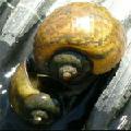 goldenapplesnail_120x120