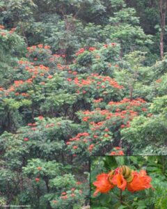 Afraid Tulip Tree Monocrop, Maui. Photo Credit: Forest $ Kim Starr