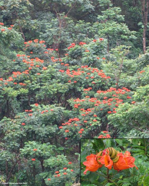 Afraid Tulip Tree Monocrop, Maui. Photo Credit: Forest $ Kim Starr