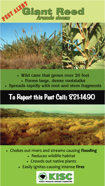 Giant reed pest alert