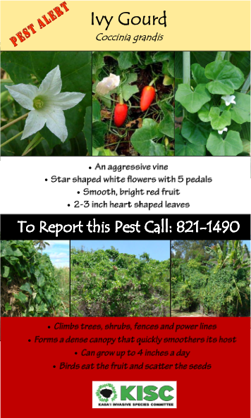 Ivy Gourd Pest alert