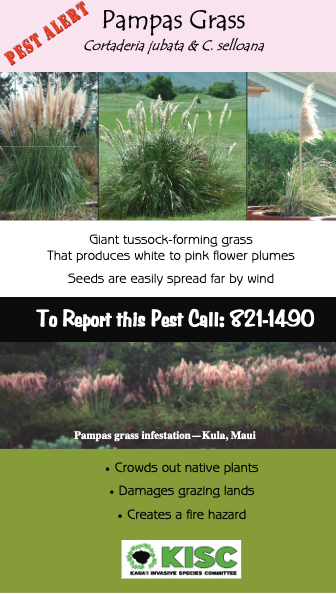 Pampas Grass Flyer