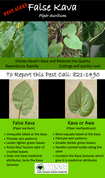 False Kava pest alert