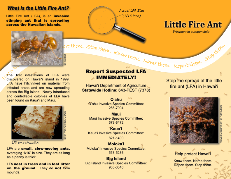 Little Fire Ant Pest Alert Flyer KISC