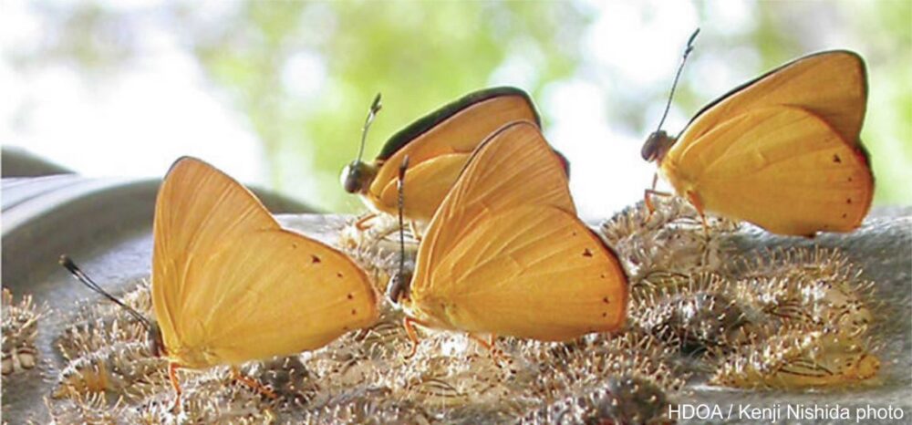 Miconia Biocontrol a Possibility