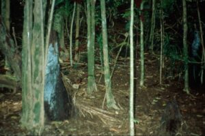 Miconia understory in Maui forest