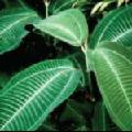 miconia_120x120