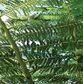 mulesfootfern_120x120
