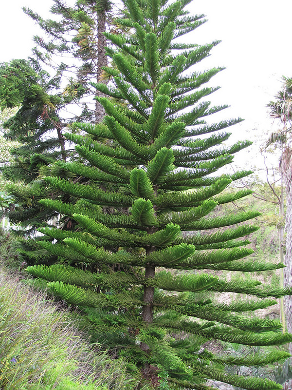 Christmas Trees In The Tropics