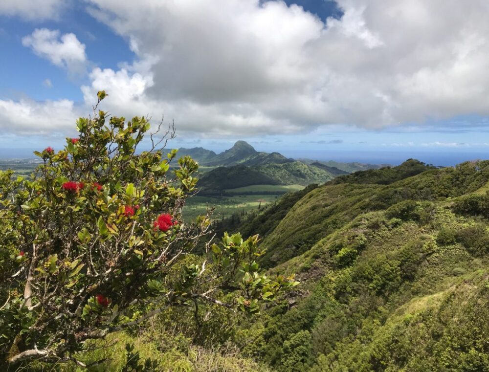 ʻōhiʻa tree overlooking haupu mountain