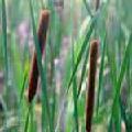 typha_120x120